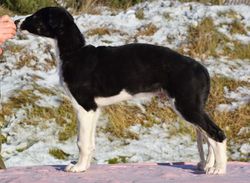 Borzoi - The Breed Archive