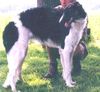 Profile picture of the animal