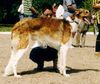 Profile picture of the animal
