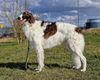 Profile picture of the animal
