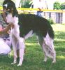 Profile picture of the animal