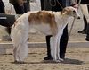 Profile picture of the animal
