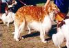 Profile picture of the animal