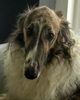 Profile picture of the animal