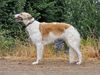 Profile picture of the animal