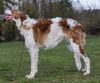 Profile picture of the animal