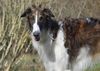 Profile picture of the animal