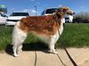 Profile picture of the animal