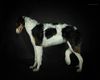 Profile picture of the animal