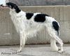 Profile picture of the animal