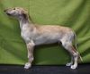 Profile picture of the animal