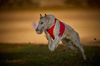 Profile picture of the animal