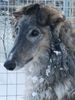 Profile picture of the animal