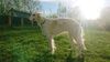 Profile picture of the animal