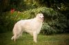 Profile picture of the animal