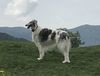 Profile picture of the animal