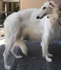 Profile picture of the animal