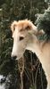 Profile picture of the animal