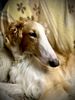 Profile picture of the animal
