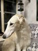 Profile picture of the animal