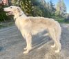 Profile picture of the animal