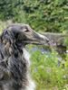 Profile picture of the animal