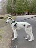 Profile picture of the animal