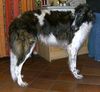 Profile picture of the animal