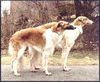 Profile picture of the animal