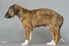 Profile picture of the animal