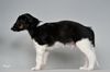 Profile picture of the animal