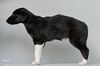 Profile picture of the animal