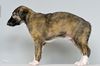 Profile picture of the animal
