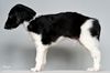 Profile picture of the animal