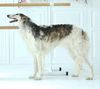 Profile picture of the animal
