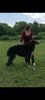 Profile picture of the animal