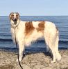 Profile picture of the animal