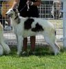 Profile picture of the animal