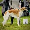 Profile picture of the animal