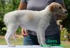 Profile picture of the animal