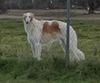 Profile picture of the animal