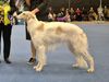 Profile picture of the animal