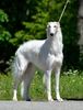 Profile picture of the animal