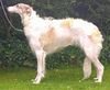 Profile picture of the animal