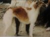 Profile picture of the animal