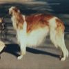Profile picture of the animal