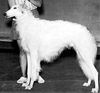 Profile picture of the animal