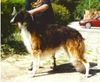 Profile picture of the animal
