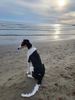 Profile picture of the animal