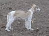 Profile picture of the animal